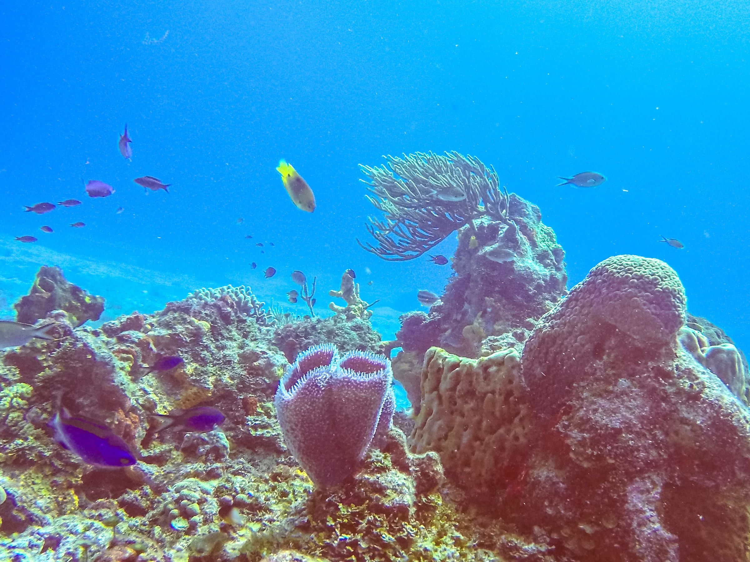 Arrecifes de coral en el Parque Nacional de Cozumel