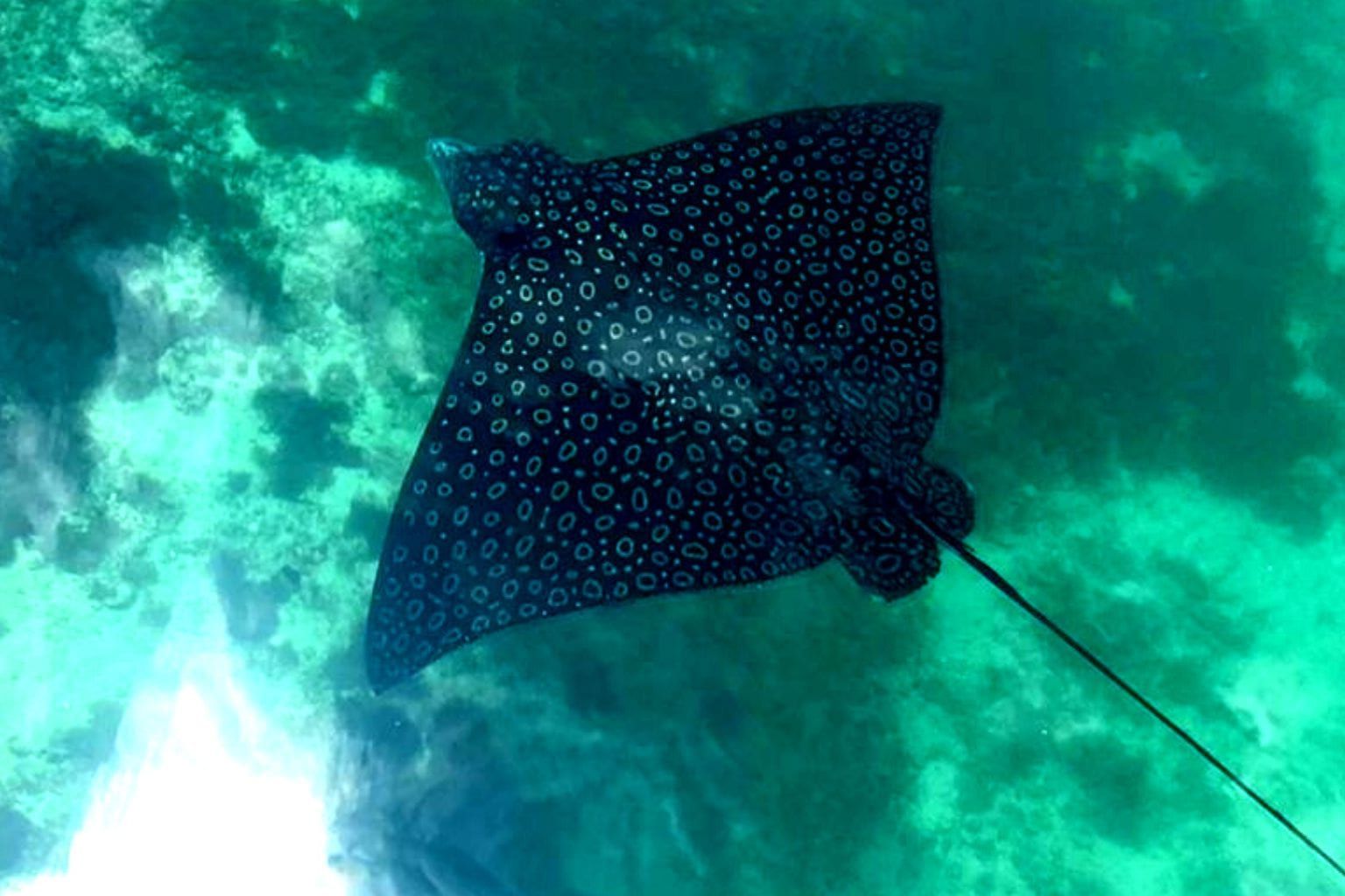 Raya águila en la marina de Puerto Aventuras